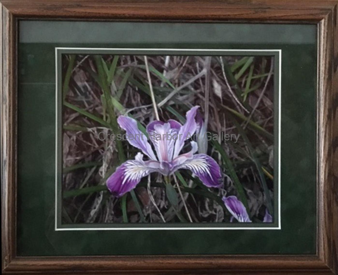 Lovely Wild Iris