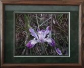 Lovely Wild Iris
